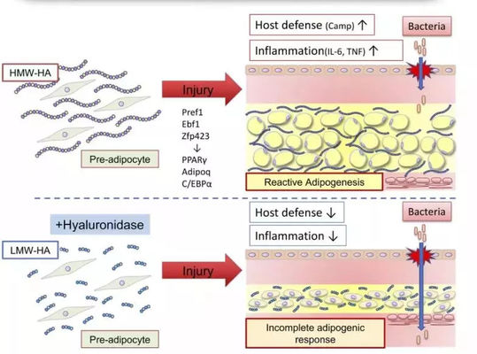 फैट बर्निंग के लिए लेमन बॉटल लिपोलाइटिक सॉल्यूशन इंजेक्शन